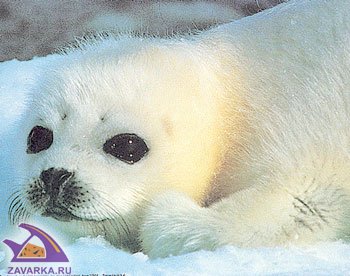 Animals_113.jpg