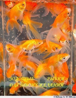 золотые рыбки.jpg