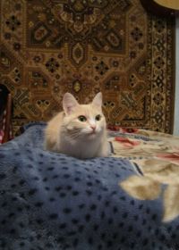 39_200x280коша.jpg