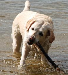 labradusik6.JPG