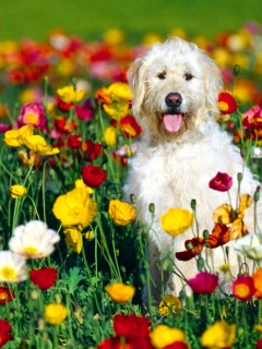 240x320-4061A0343C3D-9.jpg